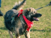Adoptuj Warszawiaka  17 marca 2019 r. Warszawa - Park Moczydło. : adoptuj warszawiaka, kundelek, schronisko na paluchu, bezdomne zwierzęta, wybierz kundelka, wybieram kundelka.