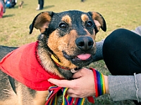 Adoptuj Warszawiaka  17 marca 2019 r. Warszawa - Park Moczydło. : adoptuj warszawiaka, kundelek, schronisko na paluchu, bezdomne zwierzęta, wybierz kundelka, wybieram kundelka.