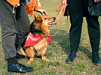 Adoptuj Warszawiaka  17 marca 2019 r. Warszawa - Park Moczydło. : adoptuj warszawiaka, kundelek, schronisko na paluchu, bezdomne zwierzęta, wybierz kundelka, wybieram kundelka.
