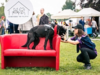 Warszawski Dzień Zwierząt 2019  Warszawa, 18 maja 2019 r. Multimedialny Park Fontann. Organizator - Schronisko dla Bezdomnych Zwierząt "Na Paluchu" : warszawski dzień zwierząt, park fontann, schronisko na paluchu