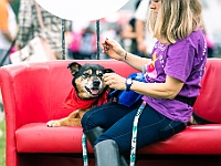 Warszawski Dzień Zwierząt 2019  Warszawa, 18 maja 2019 r. Multimedialny Park Fontann. Organizator - Schronisko dla Bezdomnych Zwierząt "Na Paluchu" : warszawski dzień zwierząt, park fontann, schronisko na paluchu