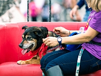 Warszawski Dzień Zwierząt 2019  Warszawa, 18 maja 2019 r. Multimedialny Park Fontann. Organizator - Schronisko dla Bezdomnych Zwierząt "Na Paluchu" : warszawski dzień zwierząt, park fontann, schronisko na paluchu
