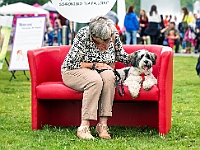 Warszawski Dzień Zwierząt 2019  Warszawa, 18 maja 2019 r. Multimedialny Park Fontann. Organizator - Schronisko dla Bezdomnych Zwierząt "Na Paluchu" : warszawski dzień zwierząt, park fontann, schronisko na paluchu