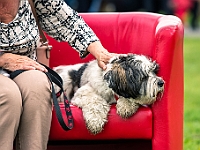 Warszawski Dzień Zwierząt 2019  Warszawa, 18 maja 2019 r. Multimedialny Park Fontann. Organizator - Schronisko dla Bezdomnych Zwierząt "Na Paluchu" : warszawski dzień zwierząt, park fontann, schronisko na paluchu