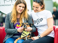 Warszawski Dzień Zwierząt 2019  Warszawa, 18 maja 2019 r. Multimedialny Park Fontann. Organizator - Schronisko dla Bezdomnych Zwierząt "Na Paluchu" : warszawski dzień zwierząt, park fontann, schronisko na paluchu