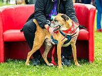 Warszawski Dzień Zwierząt 2019  Warszawa, 18 maja 2019 r. Multimedialny Park Fontann. Organizator - Schronisko dla Bezdomnych Zwierząt "Na Paluchu" : warszawski dzień zwierząt, park fontann, schronisko na paluchu