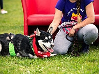 Warszawski Dzień Zwierząt 2019  Warszawa, 18 maja 2019 r. Multimedialny Park Fontann. Organizator - Schronisko dla Bezdomnych Zwierząt "Na Paluchu" : warszawski dzień zwierząt, park fontann, schronisko na paluchu