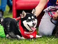 Warszawski Dzień Zwierząt 2019  Warszawa, 18 maja 2019 r. Multimedialny Park Fontann. Organizator - Schronisko dla Bezdomnych Zwierząt "Na Paluchu" : warszawski dzień zwierząt, park fontann, schronisko na paluchu