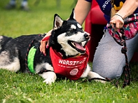 Warszawski Dzień Zwierząt 2019  Warszawa, 18 maja 2019 r. Multimedialny Park Fontann. Organizator - Schronisko dla Bezdomnych Zwierząt "Na Paluchu" : warszawski dzień zwierząt, park fontann, schronisko na paluchu