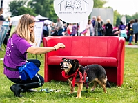 Warszawski Dzień Zwierząt 2019  Warszawa, 18 maja 2019 r. Multimedialny Park Fontann. Organizator - Schronisko dla Bezdomnych Zwierząt "Na Paluchu" : warszawski dzień zwierząt, park fontann, schronisko na paluchu