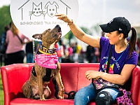 Warszawski Dzień Zwierząt 2019  Warszawa, 18 maja 2019 r. Multimedialny Park Fontann. Organizator - Schronisko dla Bezdomnych Zwierząt "Na Paluchu" : warszawski dzień zwierząt, park fontann, schronisko na paluchu