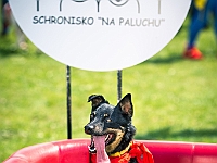 Warszawski Dzień Zwierząt 2019  Warszawa, 18 maja 2019 r. Multimedialny Park Fontann. Organizator - Schronisko dla Bezdomnych Zwierząt "Na Paluchu" : warszawski dzień zwierząt, park fontann, schronisko na paluchu
