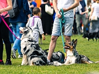 Warszawski Dzień Zwierząt 2019  Warszawa, 18 maja 2019 r. Multimedialny Park Fontann. Organizator - Schronisko dla Bezdomnych Zwierząt "Na Paluchu" : warszawski dzień zwierząt, park fontann, schronisko na paluchu