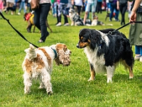 Warszawski Dzień Zwierząt 2019  Warszawa, 18 maja 2019 r. Multimedialny Park Fontann. Organizator - Schronisko dla Bezdomnych Zwierząt "Na Paluchu" : warszawski dzień zwierząt, park fontann, schronisko na paluchu