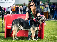 Warszawski Dzień Zwierząt 2019  Warszawa, 18 maja 2019 r. Multimedialny Park Fontann. Organizator - Schronisko dla Bezdomnych Zwierząt "Na Paluchu" : warszawski dzień zwierząt, park fontann, schronisko na paluchu