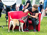 Warszawski Dzień Zwierząt 2019  Warszawa, 18 maja 2019 r. Multimedialny Park Fontann. Organizator - Schronisko dla Bezdomnych Zwierząt "Na Paluchu" : warszawski dzień zwierząt, park fontann, schronisko na paluchu