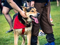 Warszawski Dzień Zwierząt 2019  Warszawa, 18 maja 2019 r. Multimedialny Park Fontann. Organizator - Schronisko dla Bezdomnych Zwierząt "Na Paluchu" : warszawski dzień zwierząt, park fontann, schronisko na paluchu