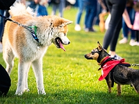 Warszawski Dzień Zwierząt 2019  Warszawa, 18 maja 2019 r. Multimedialny Park Fontann. Organizator - Schronisko dla Bezdomnych Zwierząt "Na Paluchu" : warszawski dzień zwierząt, park fontann, schronisko na paluchu