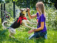 Adoptuj Warszawiaka  Kolejne wydarzenie promujące adopcję zwierząt zorganizowane przez pracowików i wolontariuszy Schroniska dla Bezdomnych Zwierząt "Na Paluchu".  Park Miejski w Piasecznie, 21 lipca 2019 r. : park miejski, piaseczno, na paluchu, schronisko dla zwierząt, adoptuj warszawiaka