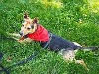 Adoptuj Warszawiaka  Kolejne wydarzenie promujące adopcję zwierząt zorganizowane przez pracowików i wolontariuszy Schroniska dla Bezdomnych Zwierząt "Na Paluchu".  Park Miejski w Piasecznie, 21 lipca 2019 r. : park miejski, piaseczno, na paluchu, schronisko dla zwierząt, adoptuj warszawiaka
