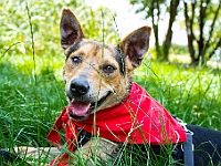 Adoptuj Warszawiaka  Kolejne wydarzenie promujące adopcję zwierząt zorganizowane przez pracowików i wolontariuszy Schroniska dla Bezdomnych Zwierząt "Na Paluchu".  Park Miejski w Piasecznie, 21 lipca 2019 r. : park miejski, piaseczno, na paluchu, schronisko dla zwierząt, adoptuj warszawiaka