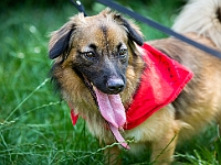 Adoptuj Warszawiaka  Kolejne wydarzenie promujące adopcję zwierząt zorganizowane przez pracowików i wolontariuszy Schroniska dla Bezdomnych Zwierząt "Na Paluchu".  Park Miejski w Piasecznie, 21 lipca 2019 r. : park miejski, piaseczno, na paluchu, schronisko dla zwierząt, adoptuj warszawiaka