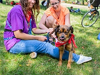 Adoptuj Warszawiaka  Kolejne wydarzenie promujące adopcję zwierząt zorganizowane przez pracowików i wolontariuszy Schroniska dla Bezdomnych Zwierząt "Na Paluchu".  Park Miejski w Piasecznie, 21 lipca 2019 r. : park miejski, piaseczno, na paluchu, schronisko dla zwierząt, adoptuj warszawiaka