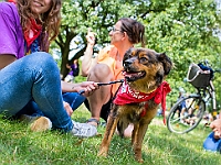 Adoptuj Warszawiaka  Kolejne wydarzenie promujące adopcję zwierząt zorganizowane przez pracowików i wolontariuszy Schroniska dla Bezdomnych Zwierząt "Na Paluchu".  Park Miejski w Piasecznie, 21 lipca 2019 r. : park miejski, piaseczno, na paluchu, schronisko dla zwierząt, adoptuj warszawiaka