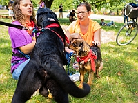 Adoptuj Warszawiaka  Kolejne wydarzenie promujące adopcję zwierząt zorganizowane przez pracowików i wolontariuszy Schroniska dla Bezdomnych Zwierząt "Na Paluchu".  Park Miejski w Piasecznie, 21 lipca 2019 r. : park miejski, piaseczno, na paluchu, schronisko dla zwierząt, adoptuj warszawiaka
