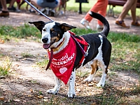 Adoptuj Warszawiaka  Kolejne wydarzenie promujące adopcję zwierząt zorganizowane przez pracowików i wolontariuszy Schroniska dla Bezdomnych Zwierząt "Na Paluchu".  Park Miejski w Piasecznie, 21 lipca 2019 r. : park miejski, piaseczno, na paluchu, schronisko dla zwierząt, adoptuj warszawiaka