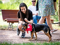 Adoptuj Warszawiaka  Kolejne wydarzenie promujące adopcję zwierząt zorganizowane przez pracowików i wolontariuszy Schroniska dla Bezdomnych Zwierząt "Na Paluchu".  Park Miejski w Piasecznie, 21 lipca 2019 r. : park miejski, piaseczno, na paluchu, schronisko dla zwierząt, adoptuj warszawiaka