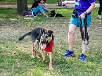 Adoptuj Warszawiaka  Kolejne wydarzenie promujące adopcję zwierząt zorganizowane przez pracowików i wolontariuszy Schroniska dla Bezdomnych Zwierząt "Na Paluchu".  Park Miejski w Piasecznie, 21 lipca 2019 r. : park miejski, piaseczno, na paluchu, schronisko dla zwierząt, adoptuj warszawiaka