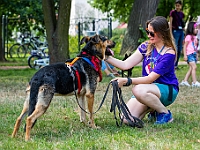 Adoptuj Warszawiaka  Kolejne wydarzenie promujące adopcję zwierząt zorganizowane przez pracowików i wolontariuszy Schroniska dla Bezdomnych Zwierząt "Na Paluchu".  Park Miejski w Piasecznie, 21 lipca 2019 r. : park miejski, piaseczno, na paluchu, schronisko dla zwierząt, adoptuj warszawiaka