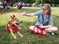 Adoptuj Warszawiaka  Kolejne wydarzenie promujące adopcję zwierząt zorganizowane przez pracowików i wolontariuszy Schroniska dla Bezdomnych Zwierząt "Na Paluchu".  Park Miejski w Piasecznie, 21 lipca 2019 r. : park miejski, piaseczno, na paluchu, schronisko dla zwierząt, adoptuj warszawiaka