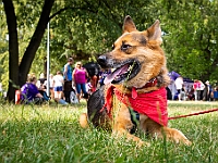 Adoptuj Warszawiaka  Kolejne wydarzenie promujące adopcję zwierząt zorganizowane przez pracowików i wolontariuszy Schroniska dla Bezdomnych Zwierząt "Na Paluchu".  Park Miejski w Piasecznie, 21 lipca 2019 r. : park miejski, piaseczno, na paluchu, schronisko dla zwierząt, adoptuj warszawiaka