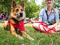 Adoptuj Warszawiaka  Kolejne wydarzenie promujące adopcję zwierząt zorganizowane przez pracowików i wolontariuszy Schroniska dla Bezdomnych Zwierząt "Na Paluchu".  Park Miejski w Piasecznie, 21 lipca 2019 r. : park miejski, piaseczno, na paluchu, schronisko dla zwierząt, adoptuj warszawiaka