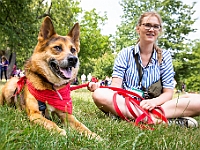 Adoptuj Warszawiaka  Kolejne wydarzenie promujące adopcję zwierząt zorganizowane przez pracowików i wolontariuszy Schroniska dla Bezdomnych Zwierząt "Na Paluchu".  Park Miejski w Piasecznie, 21 lipca 2019 r. : park miejski, piaseczno, na paluchu, schronisko dla zwierząt, adoptuj warszawiaka
