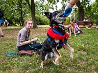 Adoptuj Warszawiaka  Kolejne wydarzenie promujące adopcję zwierząt zorganizowane przez pracowików i wolontariuszy Schroniska dla Bezdomnych Zwierząt "Na Paluchu".  Park Miejski w Piasecznie, 21 lipca 2019 r. : park miejski, piaseczno, na paluchu, schronisko dla zwierząt, adoptuj warszawiaka