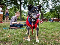 Adoptuj Warszawiaka  Kolejne wydarzenie promujące adopcję zwierząt zorganizowane przez pracowików i wolontariuszy Schroniska dla Bezdomnych Zwierząt "Na Paluchu".  Park Miejski w Piasecznie, 21 lipca 2019 r. : park miejski, piaseczno, na paluchu, schronisko dla zwierząt, adoptuj warszawiaka