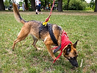 Adoptuj Warszawiaka  Kolejne wydarzenie promujące adopcję zwierząt zorganizowane przez pracowików i wolontariuszy Schroniska dla Bezdomnych Zwierząt "Na Paluchu".  Park Miejski w Piasecznie, 21 lipca 2019 r. : park miejski, piaseczno, na paluchu, schronisko dla zwierząt, adoptuj warszawiaka
