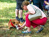 Adoptuj Warszawiaka  Kolejne wydarzenie promujące adopcję zwierząt zorganizowane przez pracowików i wolontariuszy Schroniska dla Bezdomnych Zwierząt "Na Paluchu".  Park Miejski w Piasecznie, 21 lipca 2019 r. : park miejski, piaseczno, na paluchu, schronisko dla zwierząt, adoptuj warszawiaka