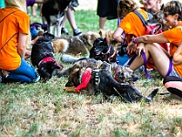 Adoptuj Warszawiaka  Kolejne wydarzenie promujące adopcję zwierząt zorganizowane przez pracowików i wolontariuszy Schroniska dla Bezdomnych Zwierząt "Na Paluchu".  Park Miejski w Piasecznie, 21 lipca 2019 r. : park miejski, piaseczno, na paluchu, schronisko dla zwierząt, adoptuj warszawiaka