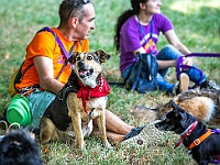Adoptuj Warszawiaka  Kolejne wydarzenie promujące adopcję zwierząt zorganizowane przez pracowików i wolontariuszy Schroniska dla Bezdomnych Zwierząt "Na Paluchu".  Park Miejski w Piasecznie, 21 lipca 2019 r. : park miejski, piaseczno, na paluchu, schronisko dla zwierząt, adoptuj warszawiaka