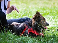 Adoptuj Warszawiaka  Kolejne wydarzenie promujące adopcję zwierząt zorganizowane przez pracowików i wolontariuszy Schroniska dla Bezdomnych Zwierząt "Na Paluchu".  Park Miejski w Piasecznie, 21 lipca 2019 r. : park miejski, piaseczno, na paluchu, schronisko dla zwierząt, adoptuj warszawiaka
