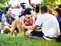 Adoptuj Warszawiaka  Kolejne wydarzenie promujące adopcję zwierząt zorganizowane przez pracowików i wolontariuszy Schroniska dla Bezdomnych Zwierząt "Na Paluchu".  Park Miejski w Piasecznie, 21 lipca 2019 r. : park miejski, piaseczno, na paluchu, schronisko dla zwierząt, adoptuj warszawiaka