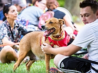 Adoptuj Warszawiaka  Kolejne wydarzenie promujące adopcję zwierząt zorganizowane przez pracowików i wolontariuszy Schroniska dla Bezdomnych Zwierząt "Na Paluchu".  Park Miejski w Piasecznie, 21 lipca 2019 r. : park miejski, piaseczno, na paluchu, schronisko dla zwierząt, adoptuj warszawiaka