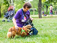Adoptuj Warszawiaka  Kolejne wydarzenie promujące adopcję zwierząt zorganizowane przez pracowików i wolontariuszy Schroniska dla Bezdomnych Zwierząt "Na Paluchu".  Park Miejski w Piasecznie, 21 lipca 2019 r. : park miejski, piaseczno, na paluchu, schronisko dla zwierząt, adoptuj warszawiaka