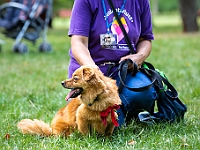 Adoptuj Warszawiaka  Kolejne wydarzenie promujące adopcję zwierząt zorganizowane przez pracowików i wolontariuszy Schroniska dla Bezdomnych Zwierząt "Na Paluchu".  Park Miejski w Piasecznie, 21 lipca 2019 r. : park miejski, piaseczno, na paluchu, schronisko dla zwierząt, adoptuj warszawiaka