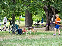 Adoptuj Warszawiaka  Kolejne wydarzenie promujące adopcję zwierząt zorganizowane przez pracowików i wolontariuszy Schroniska dla Bezdomnych Zwierząt "Na Paluchu".  Park Miejski w Piasecznie, 21 lipca 2019 r. : park miejski, piaseczno, na paluchu, schronisko dla zwierząt, adoptuj warszawiaka