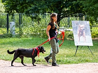 Adoptuj Warszawiaka  Kolejne wydarzenie promujące adopcję zwierząt zorganizowane przez pracowików i wolontariuszy Schroniska dla Bezdomnych Zwierząt "Na Paluchu".  Park Miejski w Piasecznie, 21 lipca 2019 r. : park miejski, piaseczno, na paluchu, schronisko dla zwierząt, adoptuj warszawiaka
